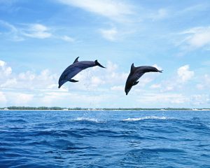 Android Dolphin Browser HD