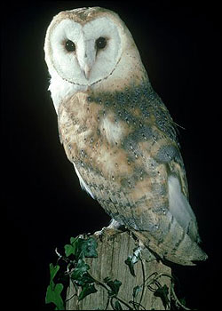 Night Owl vs Early Bird